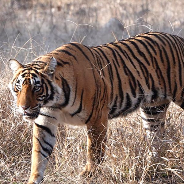 Walk like a&nbsp;Tiger